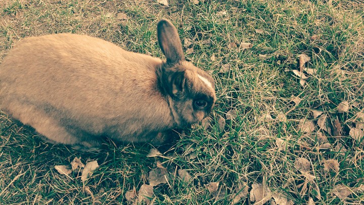 My cute bunny;)