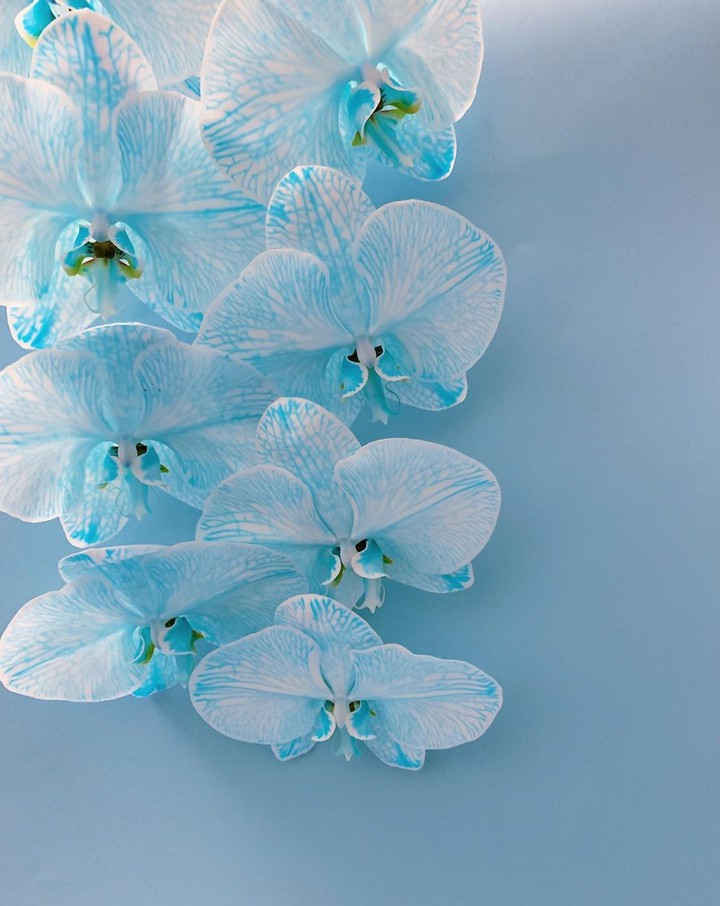 Orchidea