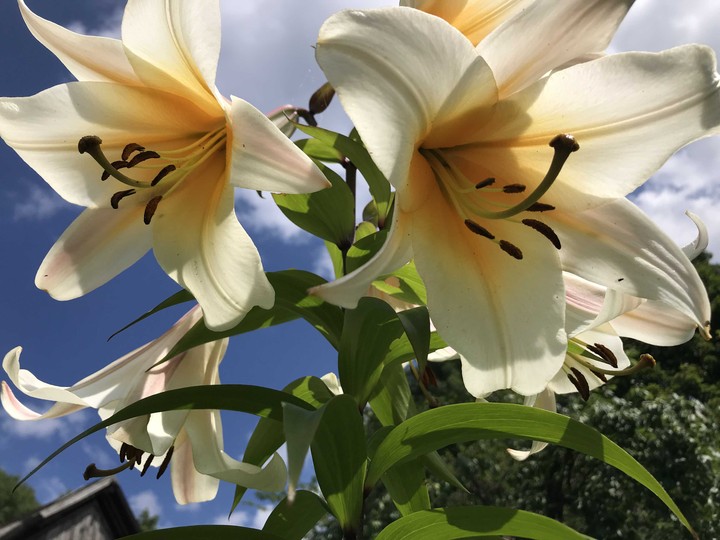 Lilly