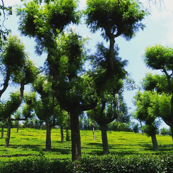 tea estate