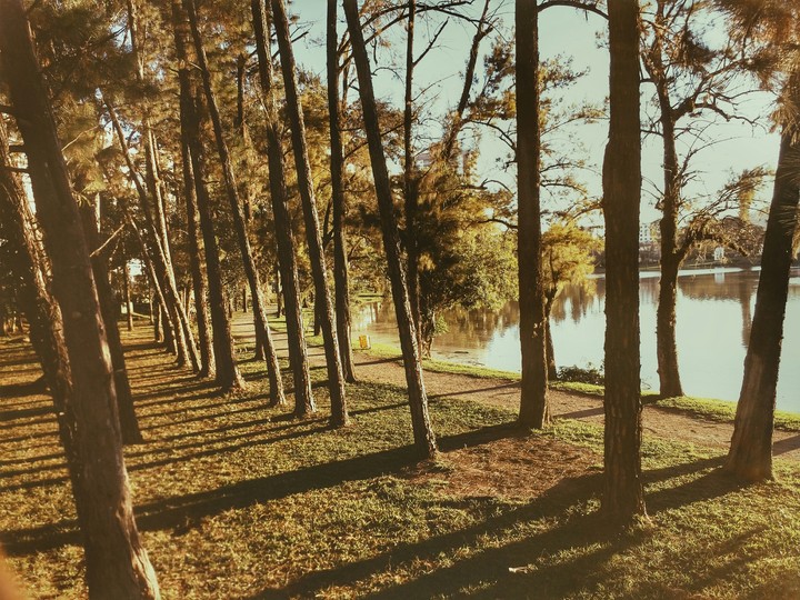 Bosque