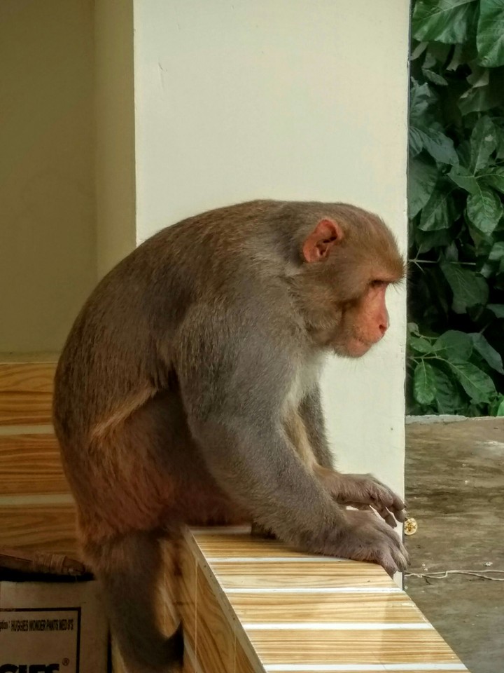 Serious Contemplation 2