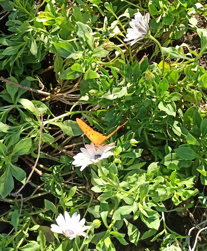 mariposa