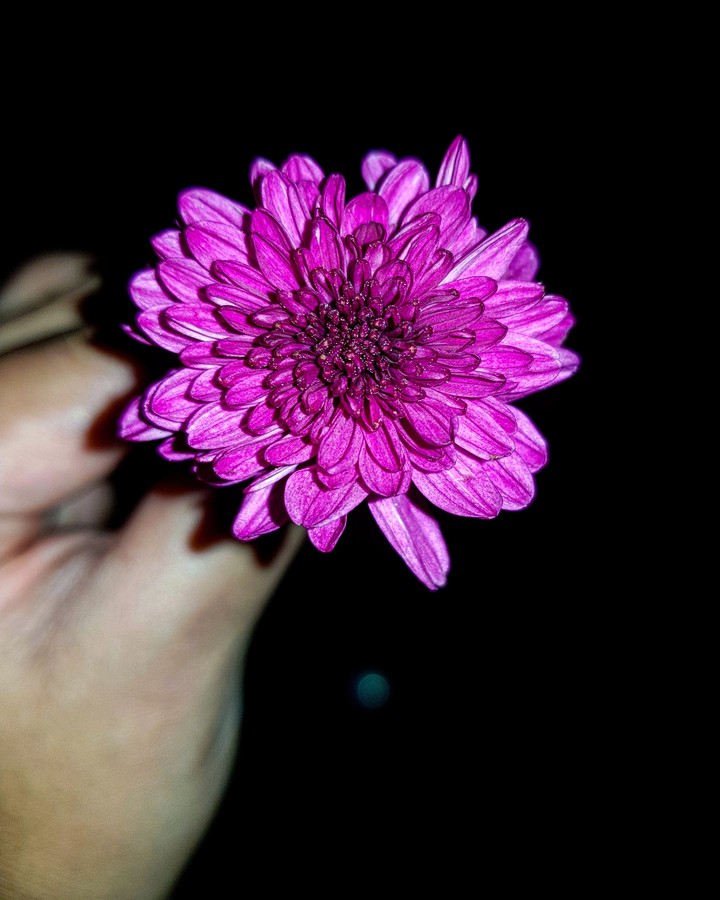 Chrysanthemum