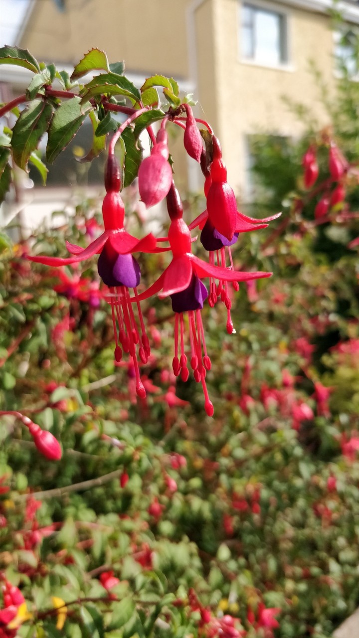 Flower drops
