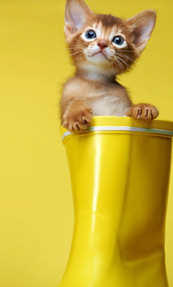 cat sweet