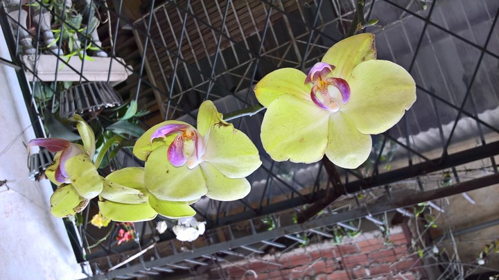 My orchids