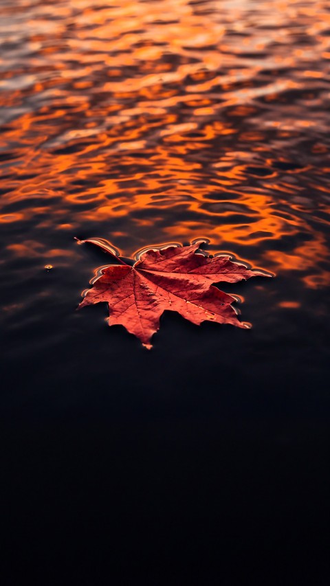 papéis de parede Maple, Orange
