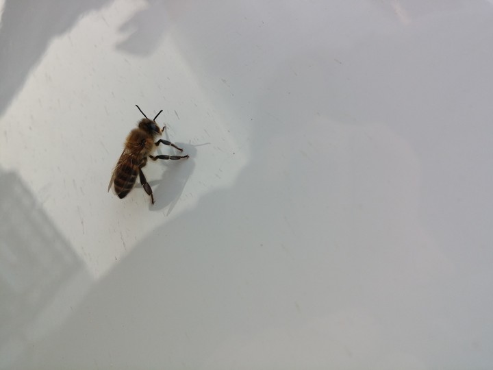 honey bee