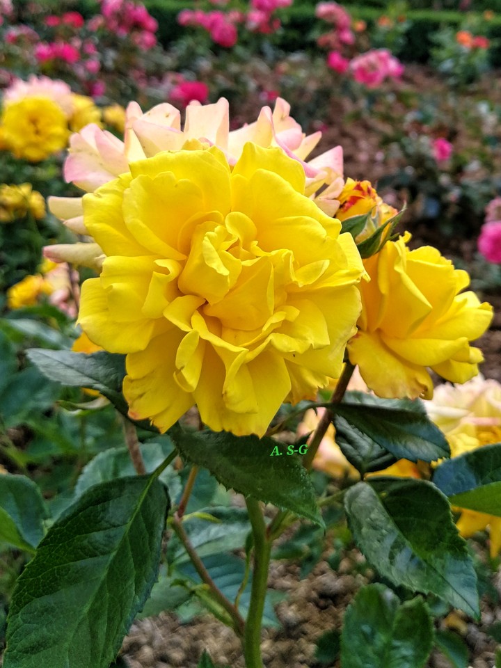 wunderschöne Rosen
