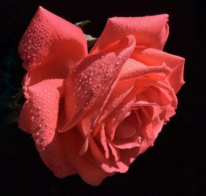 Roses