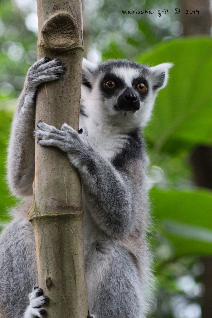 monkey