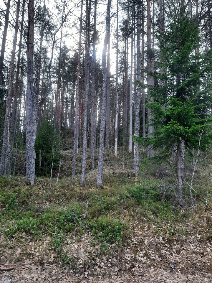 °forest°