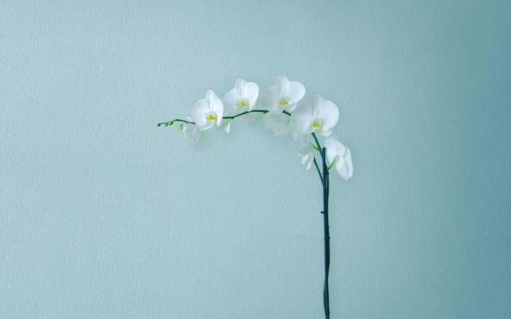 Minimal Flowers Huawei Mediapad M5
