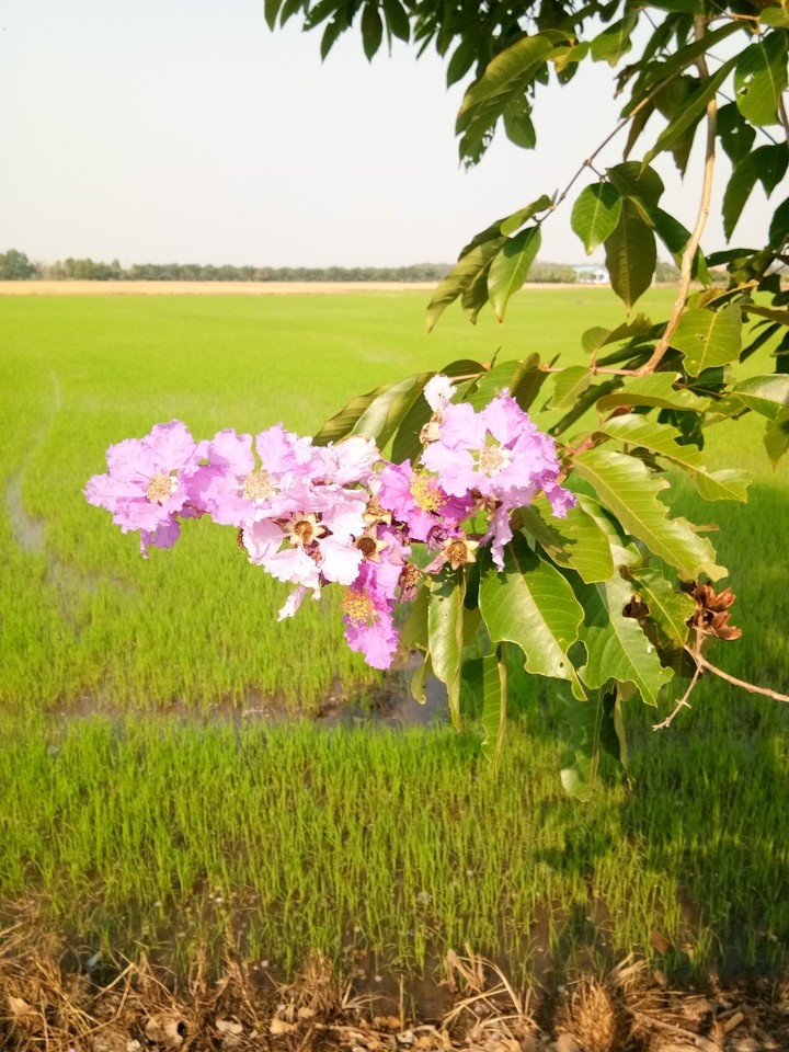 flowers in the rice field