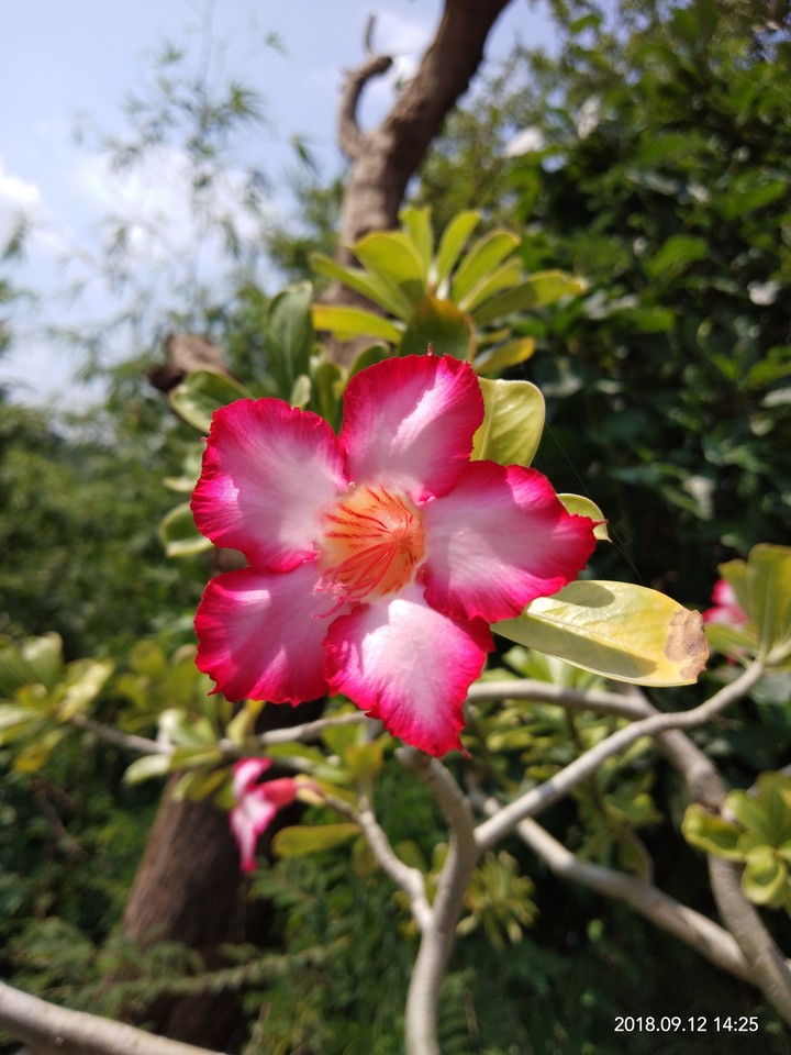 Flowers