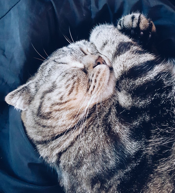 몬드