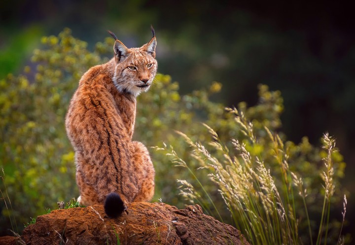 Lynx ♡