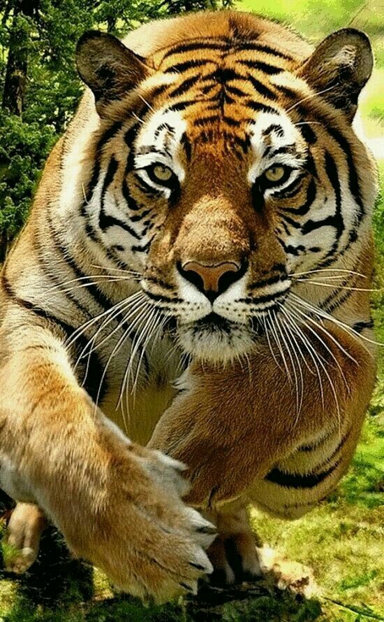 fearless