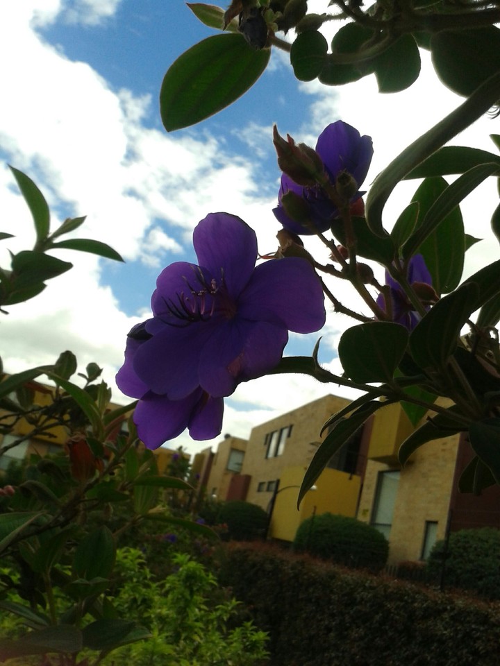 FLOWER