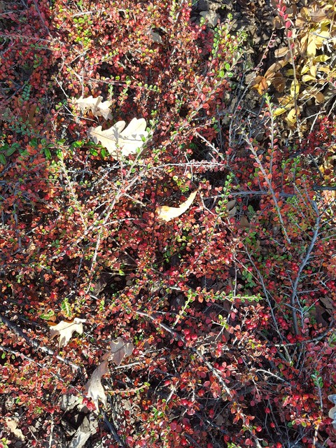 autumn, shrub wallpapers