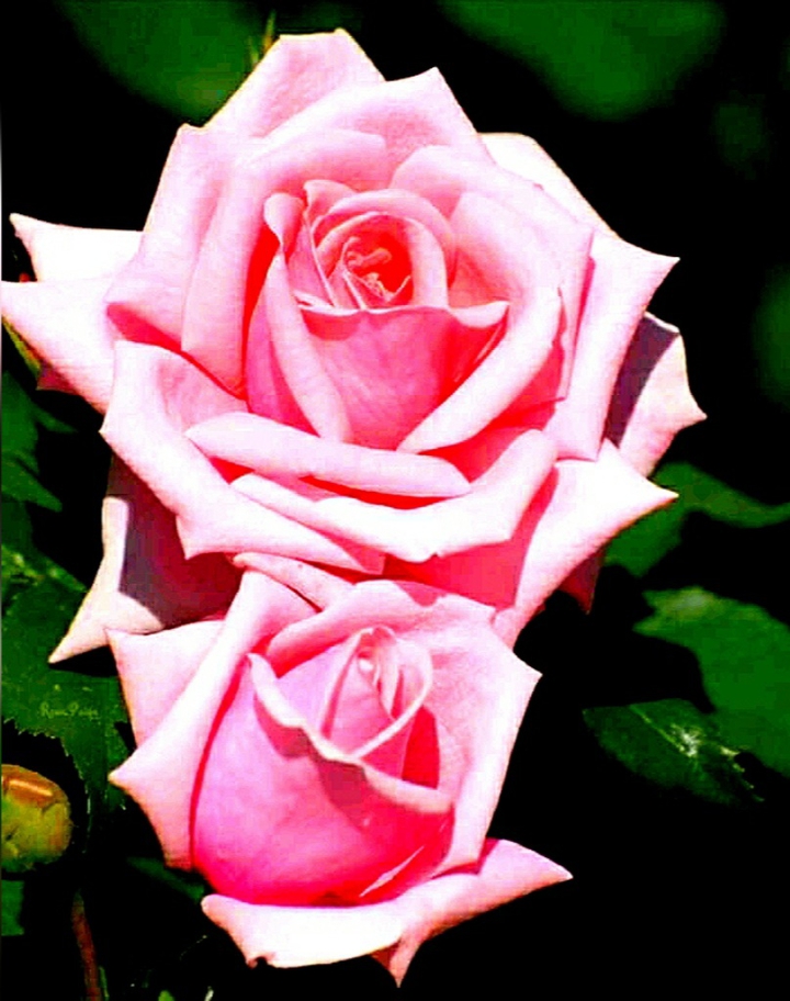 Rosas
