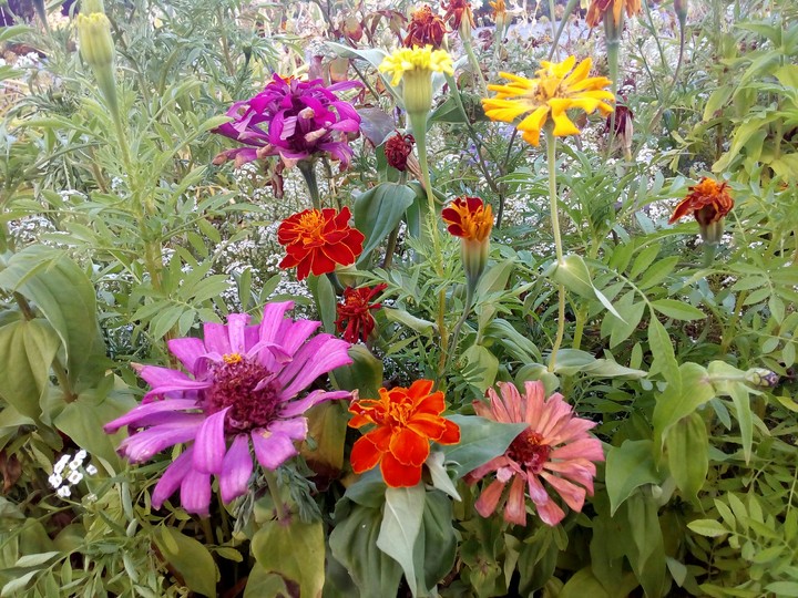 Flowers