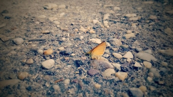 Still butterfly