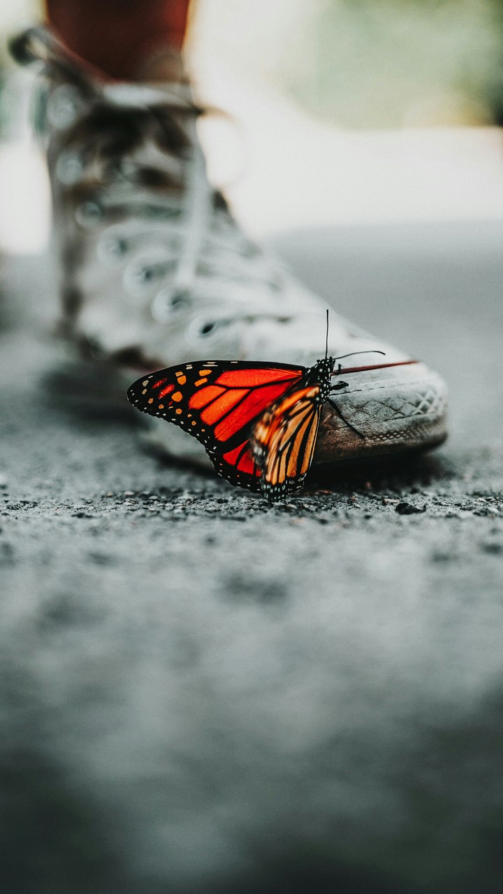 butterfly