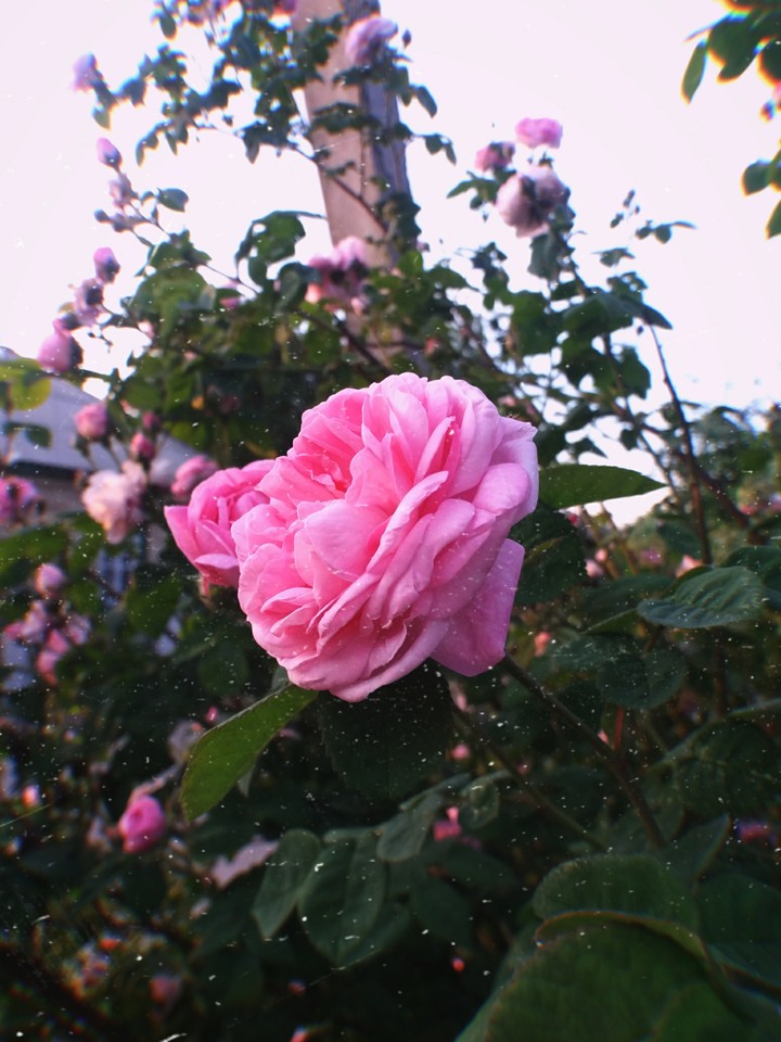 rose