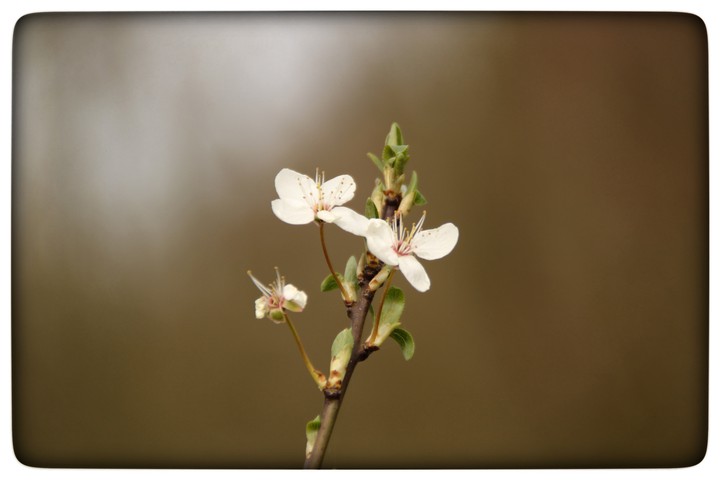 blossom