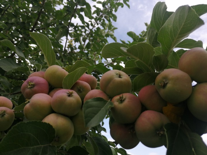 яблоки, apples