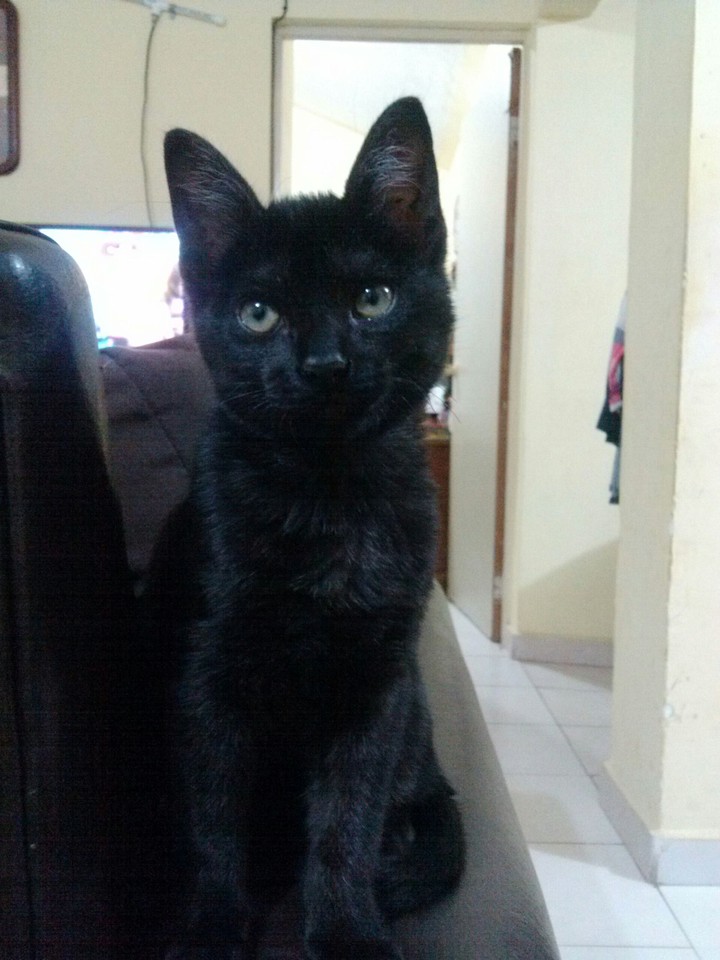 negrita