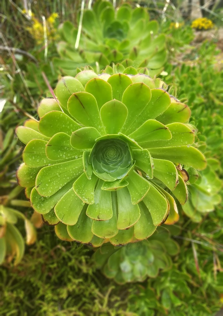 Flor