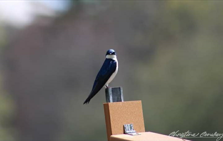 Blue bird