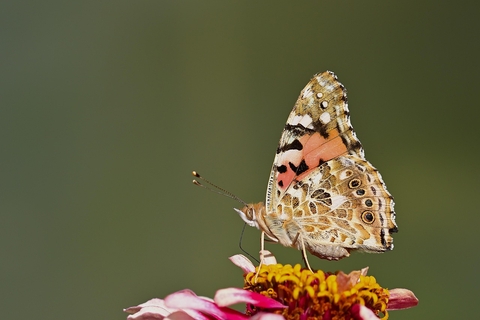 шпалери wing, insect