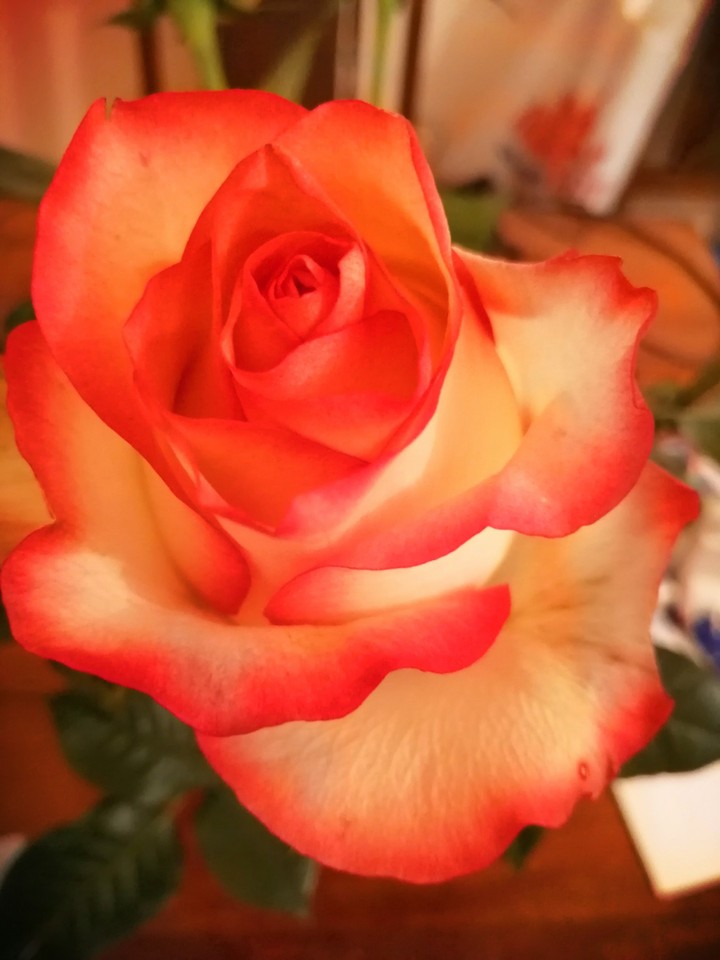 Rose