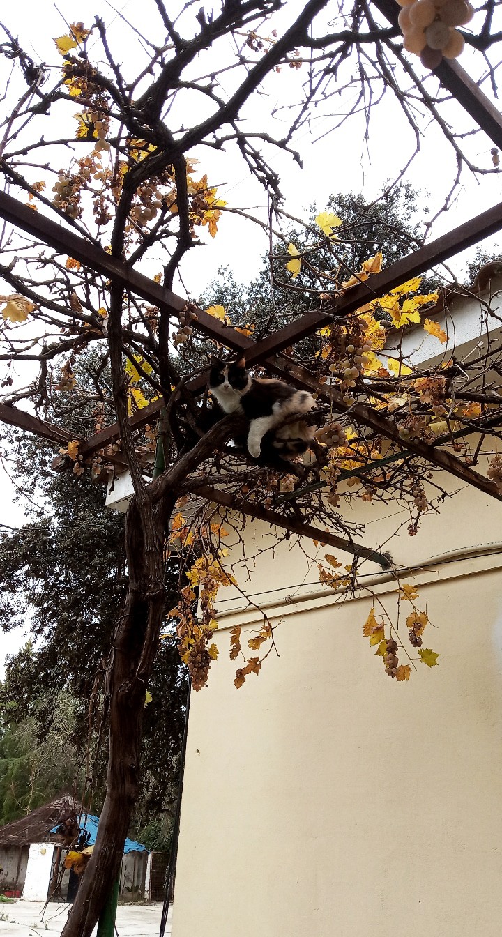 Gato camuflado