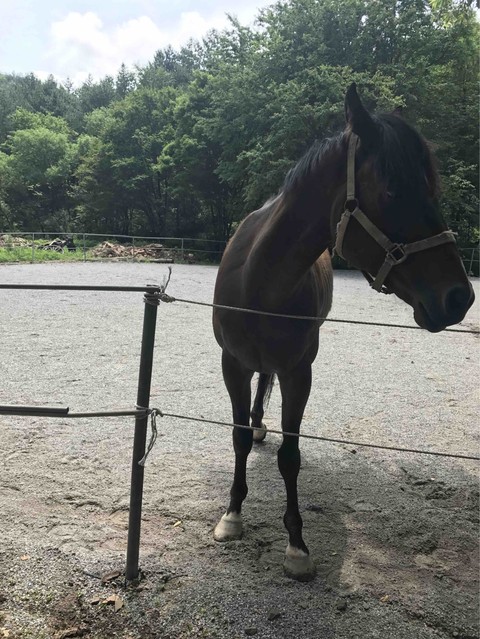 horse