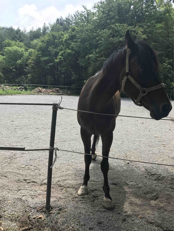 horse
