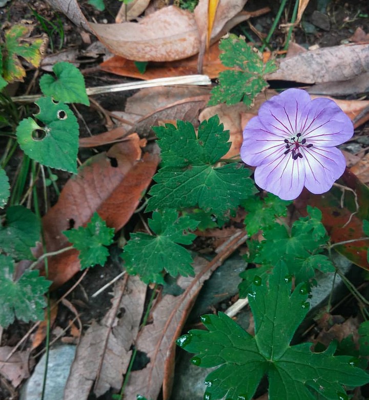 Nature