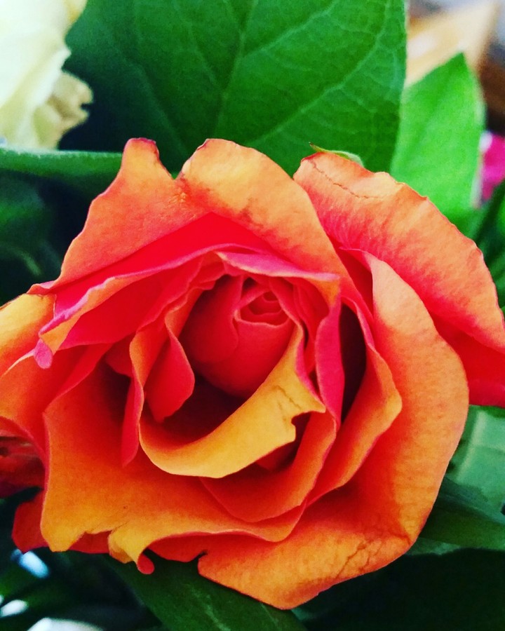 orange