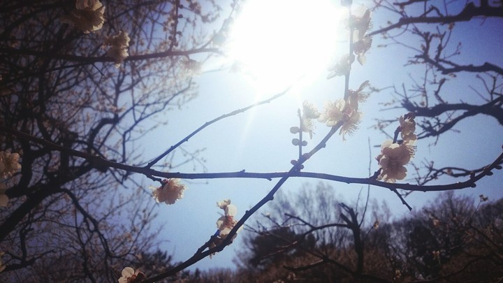 Ume