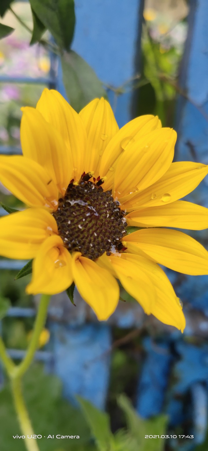 sunflower ?