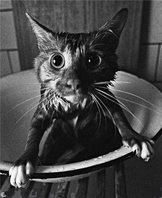 Wet cat
