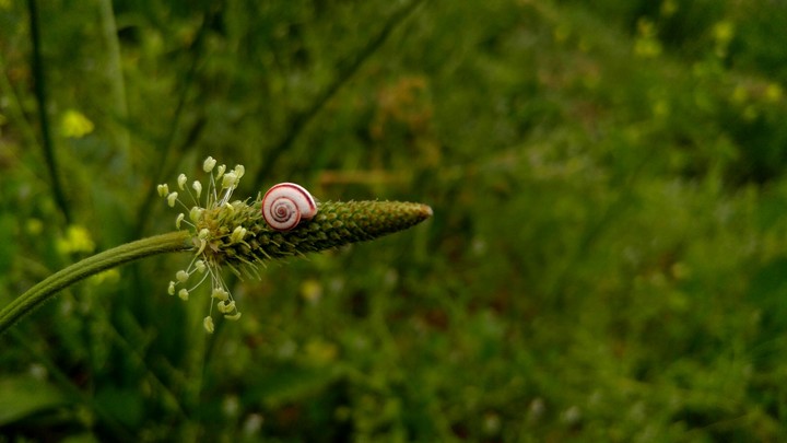 nature