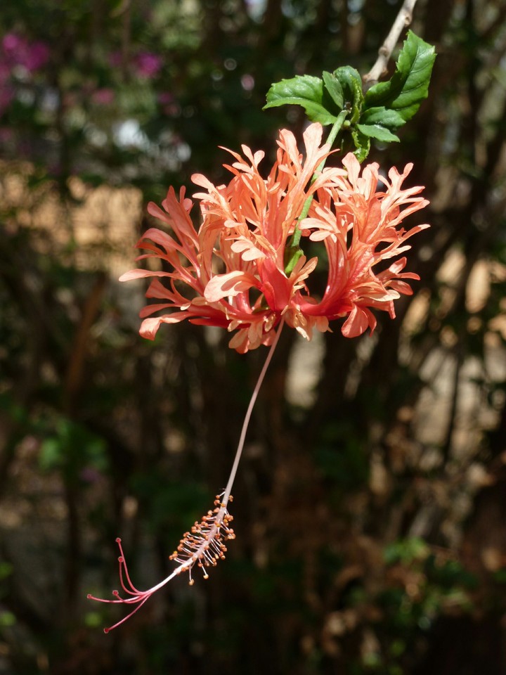 Blossom