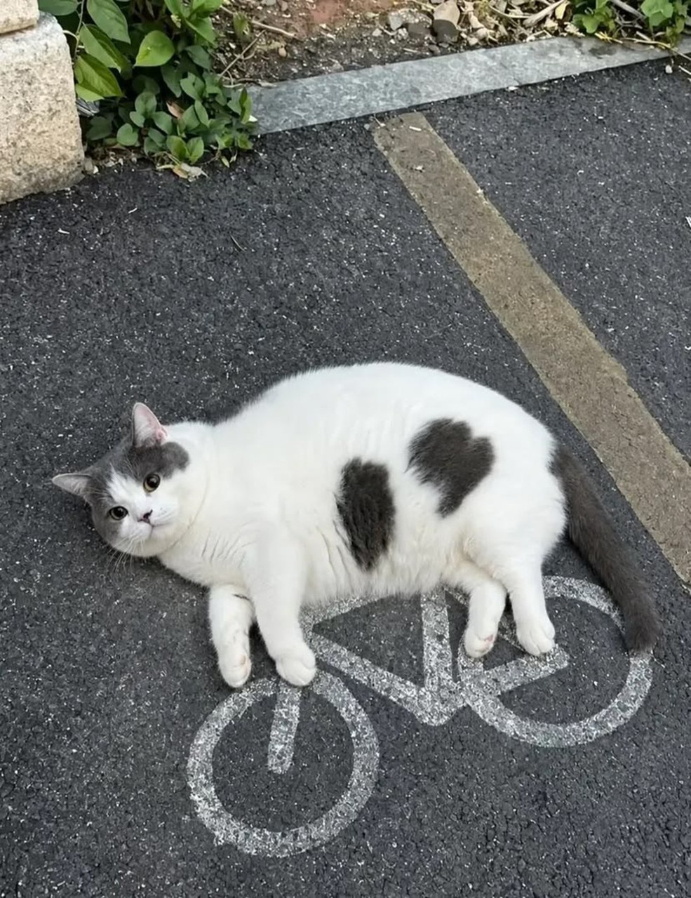 tapety cat, grey
