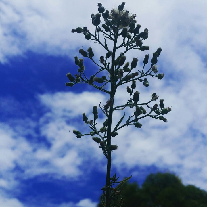 céu azul