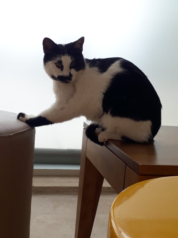 Confused Cat